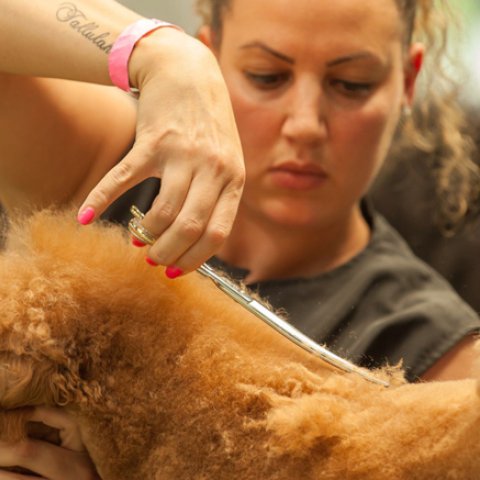 Curracloe Dog Grooming Salon